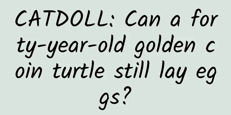 CATDOLL: Can a forty-year-old golden coin turtle still lay eggs?