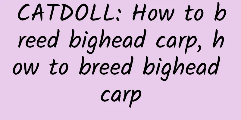 CATDOLL: How to breed bighead carp, how to breed bighead carp