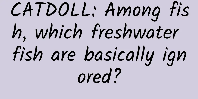 CATDOLL: Among fish, which freshwater fish are basically ignored?
