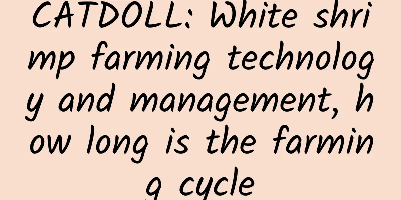 CATDOLL: White shrimp farming technology and management, how long is the farming cycle