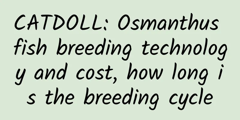 CATDOLL: Osmanthus fish breeding technology and cost, how long is the breeding cycle