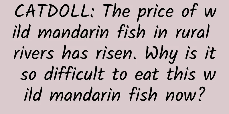 CATDOLL: The price of wild mandarin fish in rural rivers has risen. Why is it so difficult to eat this wild mandarin fish now?
