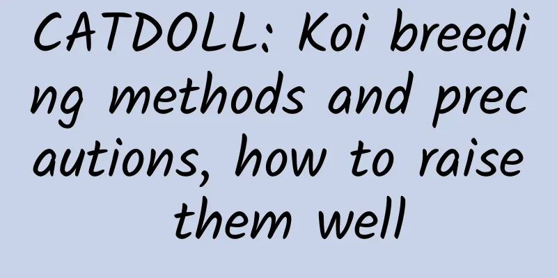 CATDOLL: Koi breeding methods and precautions, how to raise them well