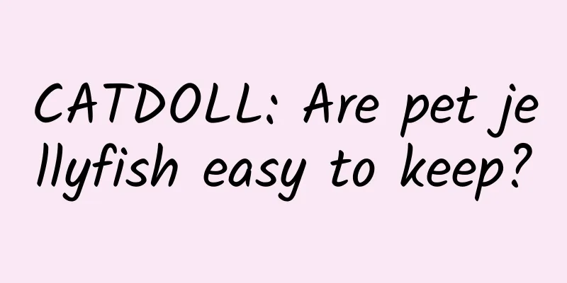 CATDOLL: Are pet jellyfish easy to keep?