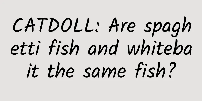 CATDOLL: Are spaghetti fish and whitebait the same fish?