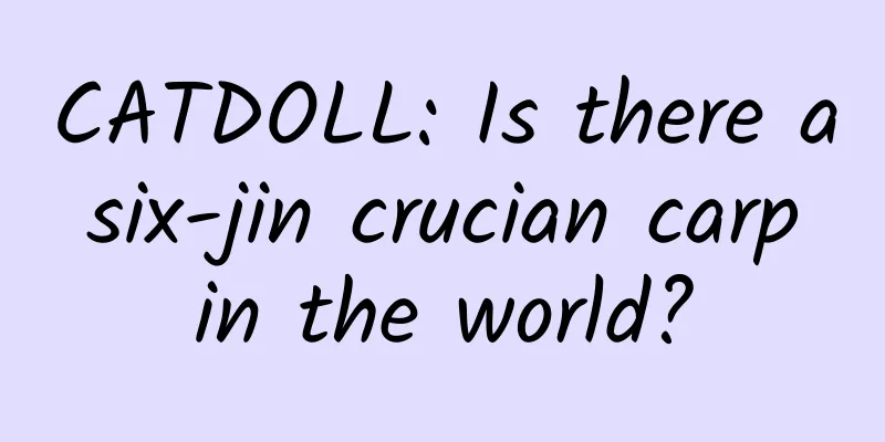 CATDOLL: Is there a six-jin crucian carp in the world?