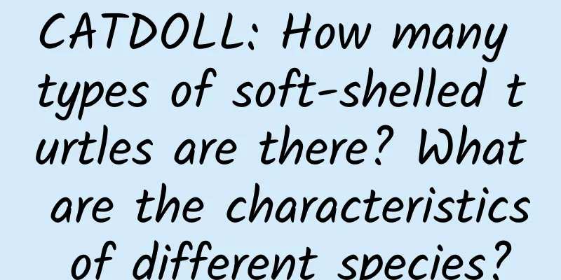 CATDOLL: How many types of soft-shelled turtles are there? What are the characteristics of different species?