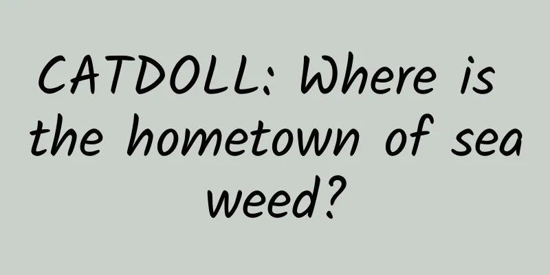 CATDOLL: Where is the hometown of seaweed?