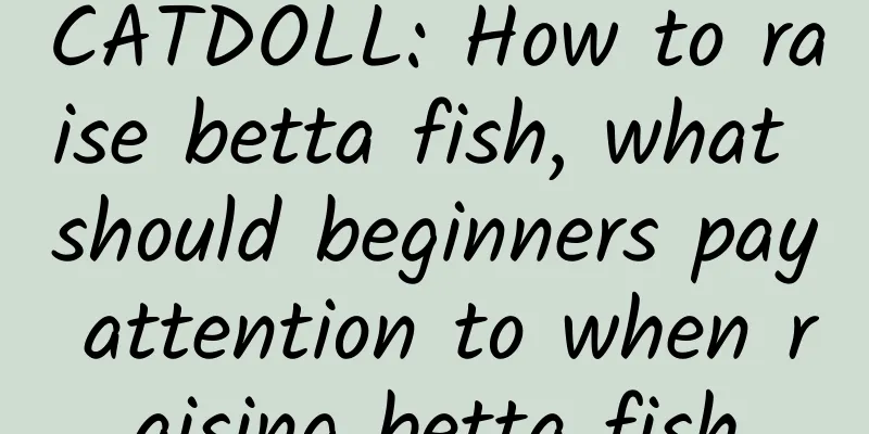 CATDOLL: How to raise betta fish, what should beginners pay attention to when raising betta fish