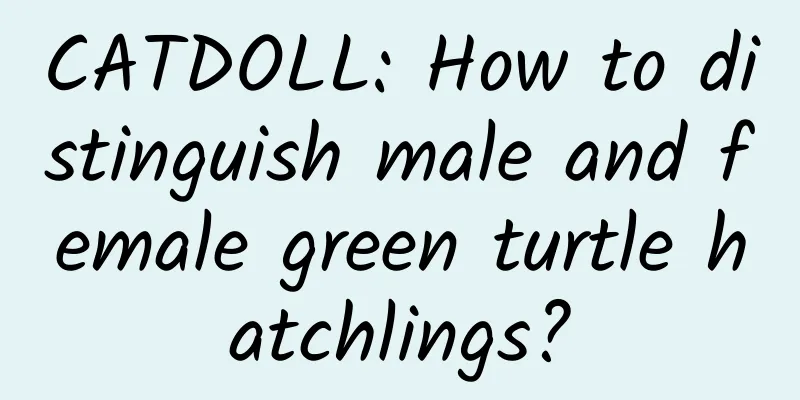 CATDOLL: How to distinguish male and female green turtle hatchlings?