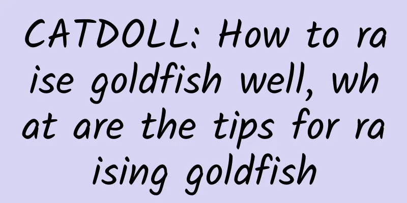 CATDOLL: How to raise goldfish well, what are the tips for raising goldfish