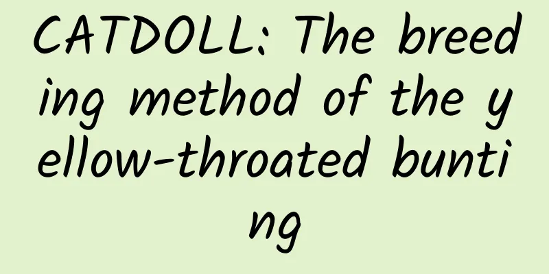 CATDOLL: The breeding method of the yellow-throated bunting