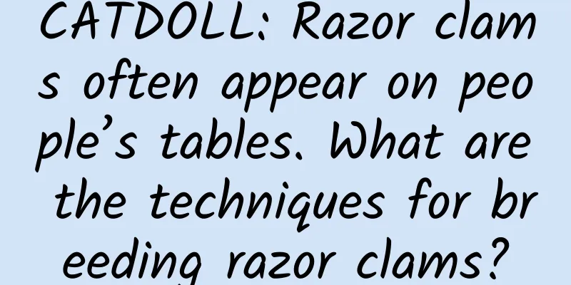 CATDOLL: Razor clams often appear on people’s tables. What are the techniques for breeding razor clams?
