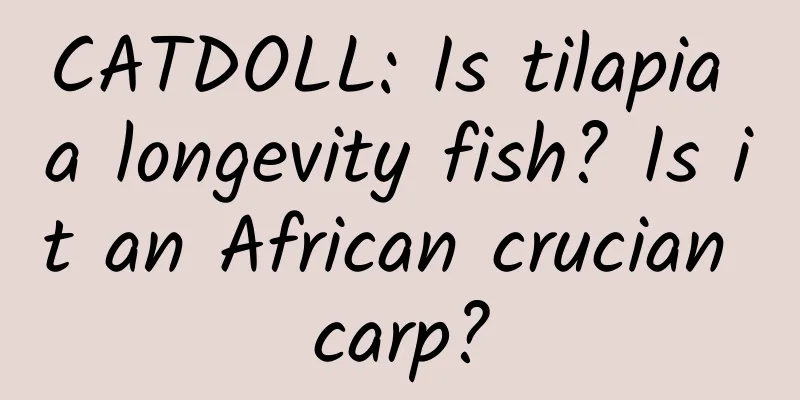 CATDOLL: Is tilapia a longevity fish? Is it an African crucian carp?