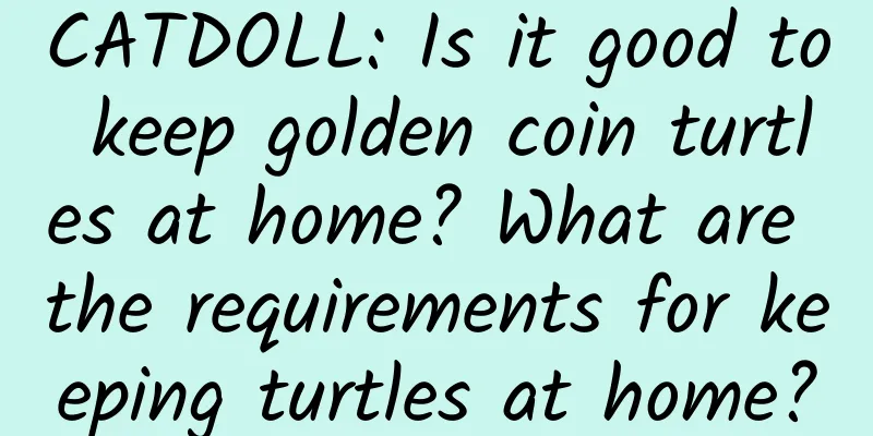 CATDOLL: Is it good to keep golden coin turtles at home? What are the requirements for keeping turtles at home?