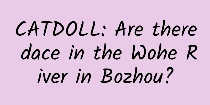 CATDOLL: Are there dace in the Wohe River in Bozhou?