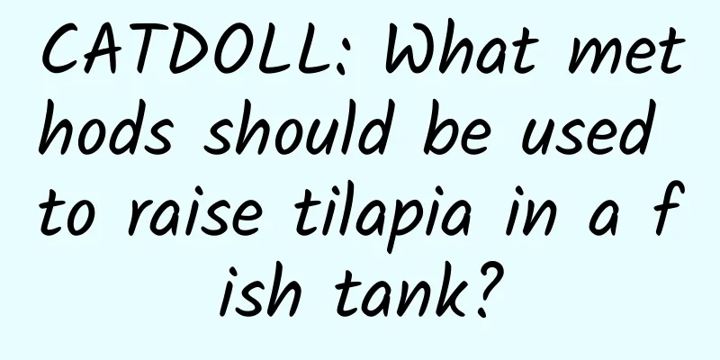 CATDOLL: What methods should be used to raise tilapia in a fish tank?