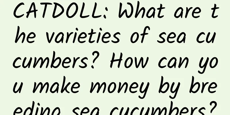 CATDOLL: What are the varieties of sea cucumbers? How can you make money by breeding sea cucumbers?