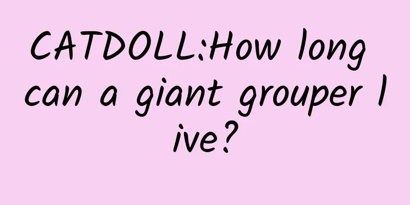CATDOLL:How long can a giant grouper live?