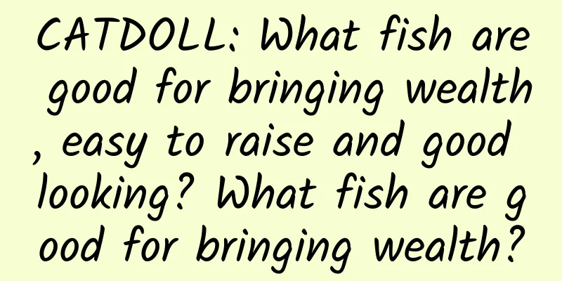 CATDOLL: What fish are good for bringing wealth, easy to raise and good looking? What fish are good for bringing wealth?