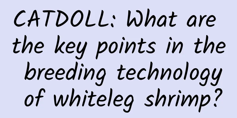 CATDOLL: What are the key points in the breeding technology of whiteleg shrimp?