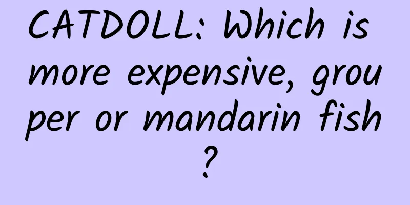 CATDOLL: Which is more expensive, grouper or mandarin fish?