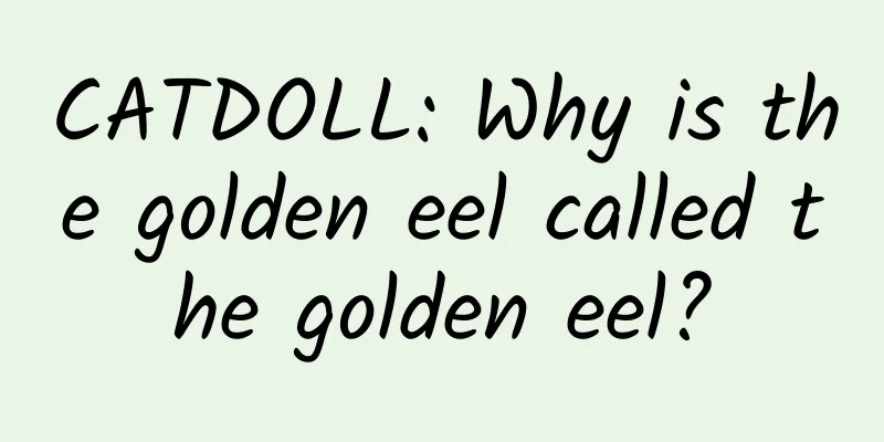 CATDOLL: Why is the golden eel called the golden eel?