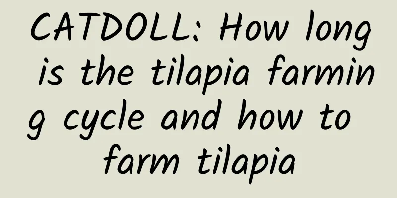 CATDOLL: How long is the tilapia farming cycle and how to farm tilapia