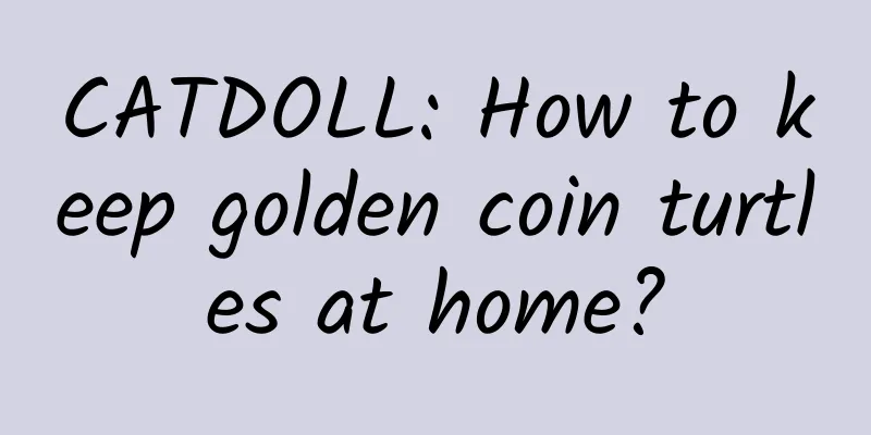 CATDOLL: How to keep golden coin turtles at home?
