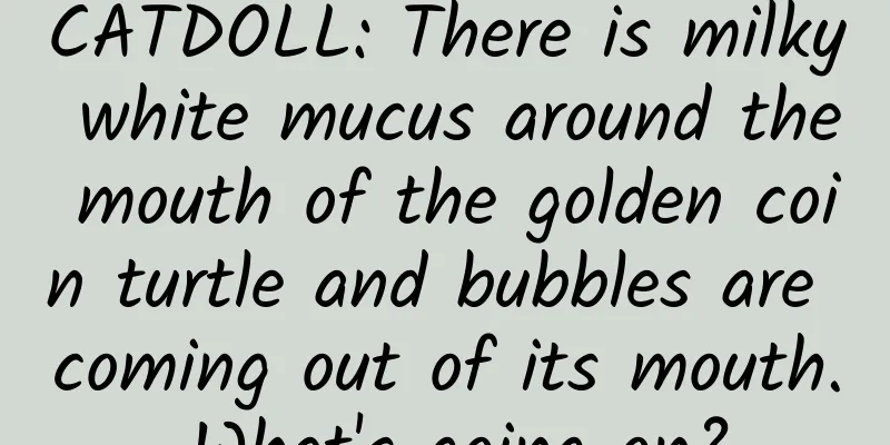 CATDOLL: There is milky white mucus around the mouth of the golden coin turtle and bubbles are coming out of its mouth. What's going on?
