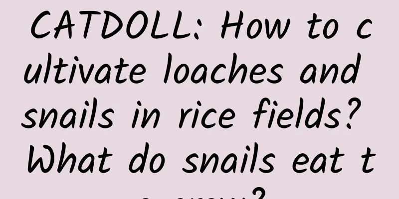 CATDOLL: How to cultivate loaches and snails in rice fields? What do snails eat to grow?