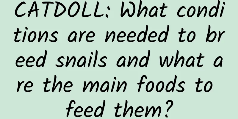 CATDOLL: What conditions are needed to breed snails and what are the main foods to feed them?