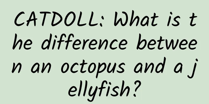 CATDOLL: What is the difference between an octopus and a jellyfish?