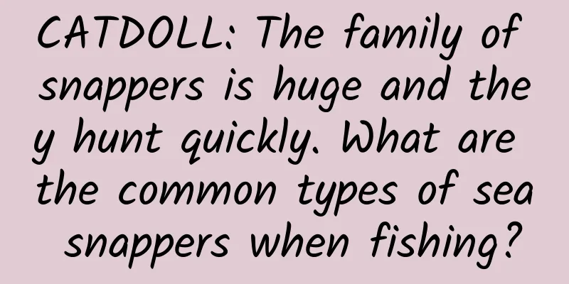CATDOLL: The family of snappers is huge and they hunt quickly. What are the common types of sea snappers when fishing?
