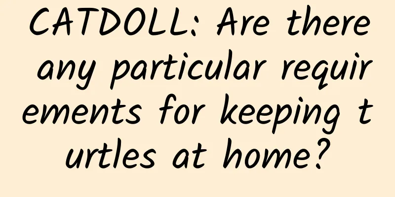 CATDOLL: Are there any particular requirements for keeping turtles at home?