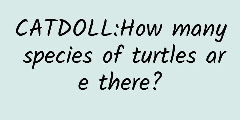 CATDOLL:How many species of turtles are there?