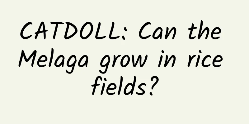 CATDOLL: Can the Melaga grow in rice fields?