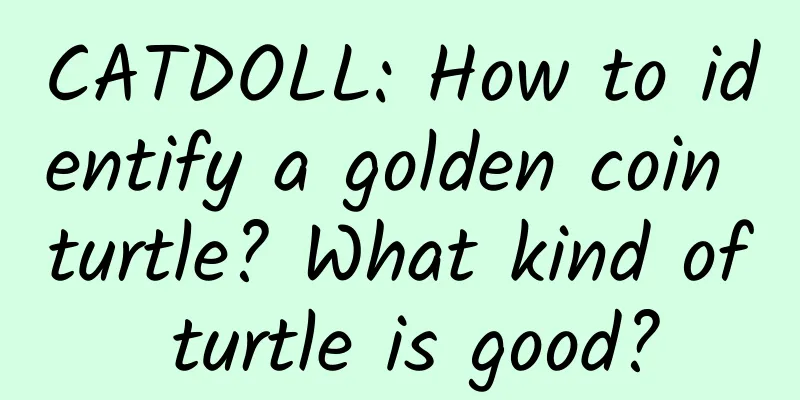 CATDOLL: How to identify a golden coin turtle? What kind of turtle is good?