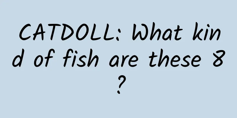CATDOLL: What kind of fish are these 8?