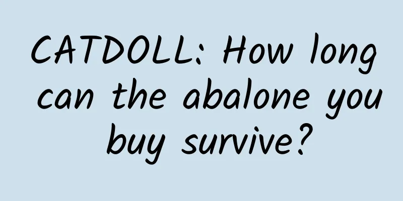CATDOLL: How long can the abalone you buy survive?