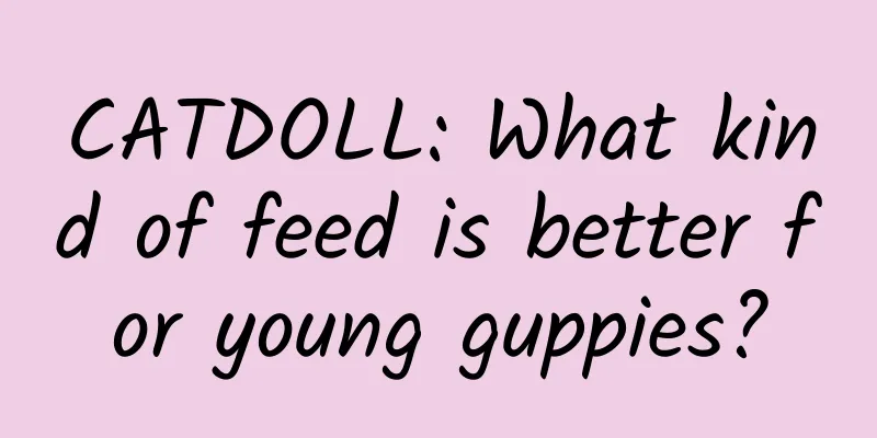 CATDOLL: What kind of feed is better for young guppies?