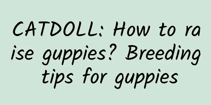 CATDOLL: How to raise guppies? Breeding tips for guppies