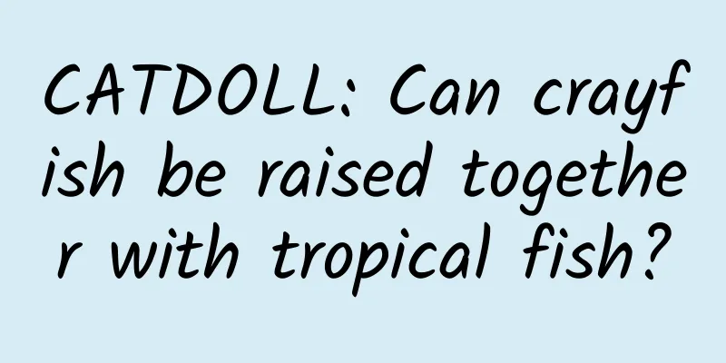 CATDOLL: Can crayfish be raised together with tropical fish?