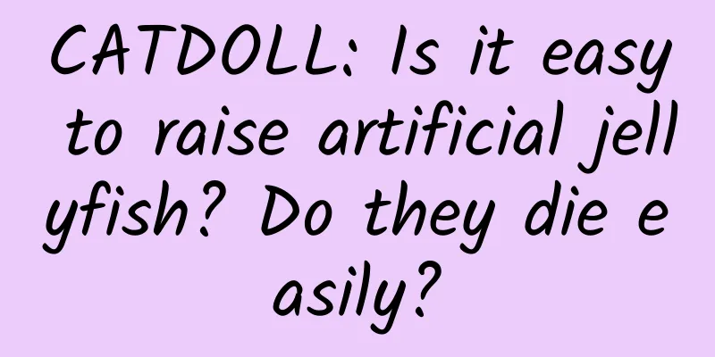 CATDOLL: Is it easy to raise artificial jellyfish? Do they die easily?