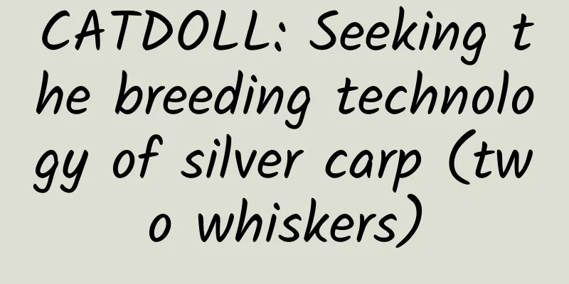 CATDOLL: Seeking the breeding technology of silver carp (two whiskers)