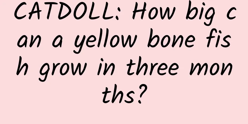 CATDOLL: How big can a yellow bone fish grow in three months?