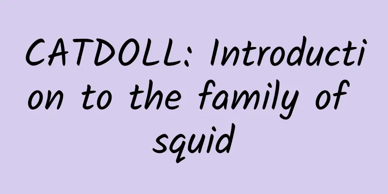 CATDOLL: Introduction to the family of squid