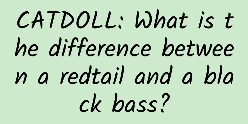 CATDOLL: What is the difference between a redtail and a black bass?