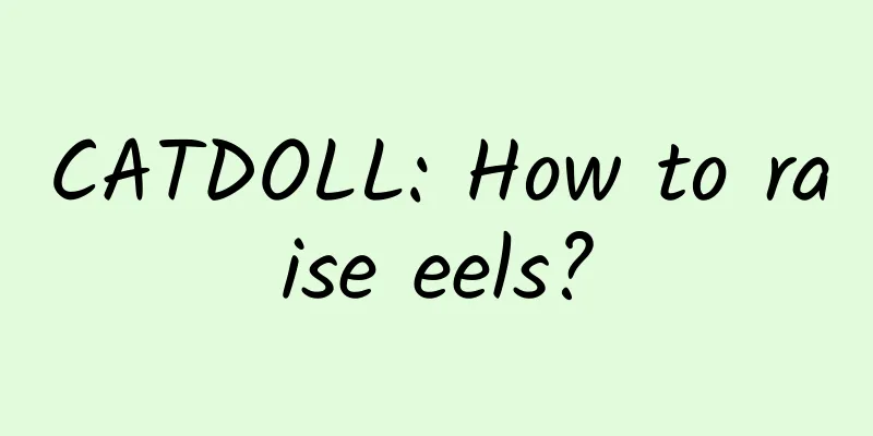 CATDOLL: How to raise eels?
