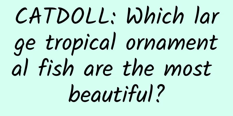 CATDOLL: Which large tropical ornamental fish are the most beautiful?